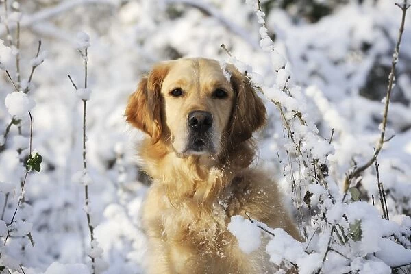 DOG. Golden retriever in the snow