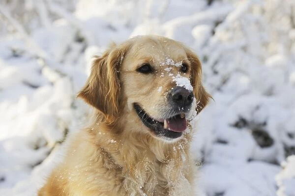 DOG. Golden retriever with snow on head