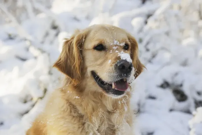 Framed Print : DOG. Golden retriever with snow on head Framed Print : DOG. Golden retriever with snow on head