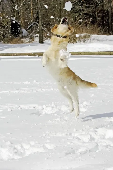 Framed Print : Dog - Golden Retriever - in snow - leaping to catch snowball Framed Print : Dog - Golden Retriever - in snow - leaping to catch snowball