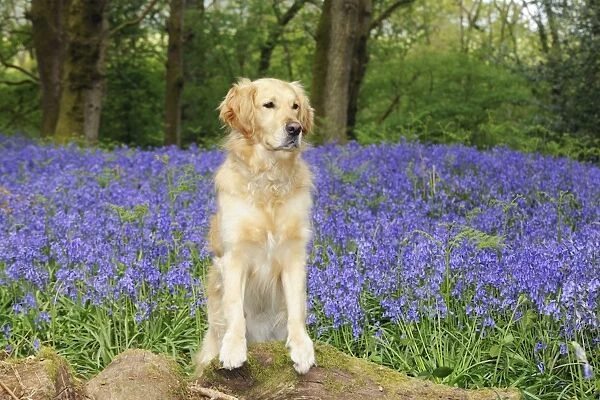 DOG. Golden retriever standing in bluebells