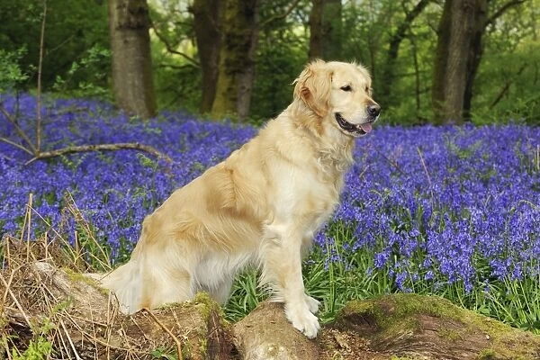 DOG. Golden retriever standing in bluebells