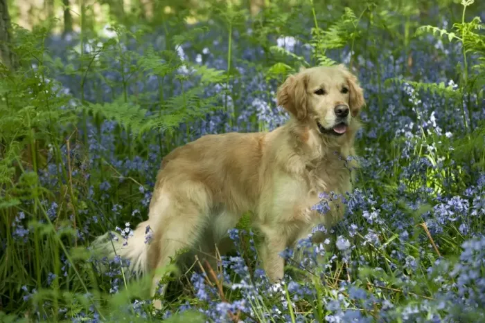 Framed Print : DOG - Golden retriever standing in bluebells Framed Print : DOG - Golden retriever standing in bluebells