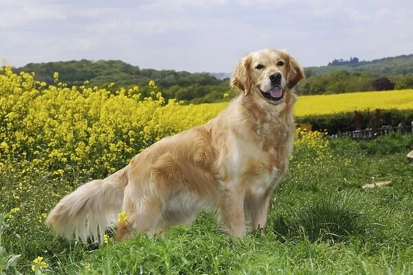 DOG. Golden retriever standing in front of oil seed rape