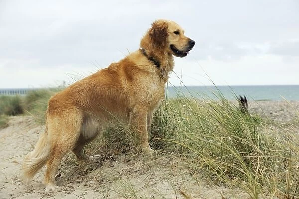 DOG. Golden retriever standing on sand dune
