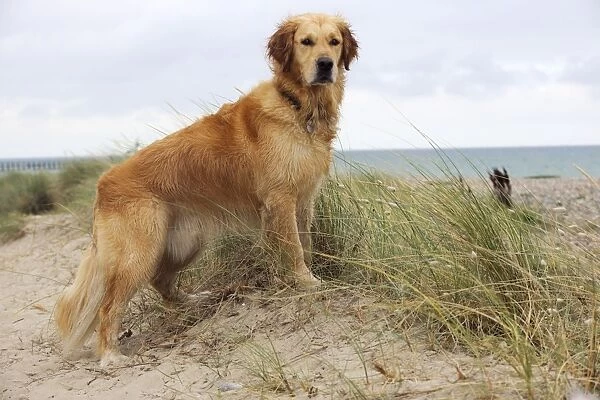 DOG. Golden retriever standing on sand dune