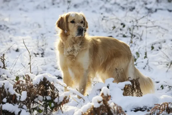 Framed Print : DOG. Golden retriever standing in the snow Framed Print : DOG. Golden retriever standing in the snow