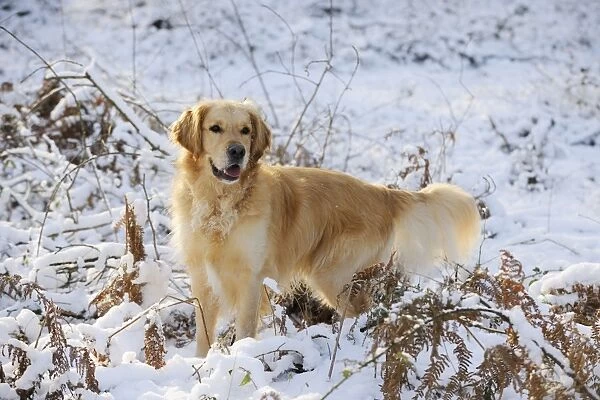 DOG. Golden retriever standing in the snow