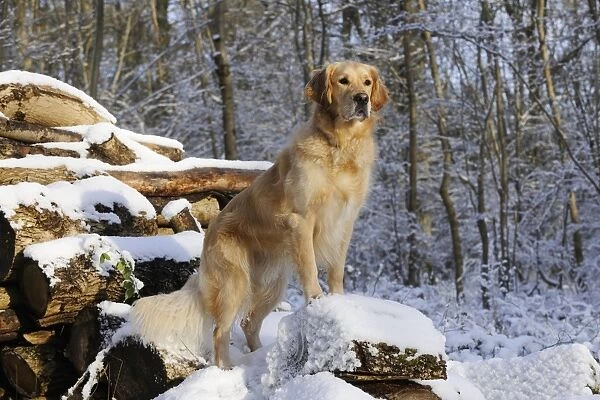 DOG. Golden retriever standing on snow covered logs
