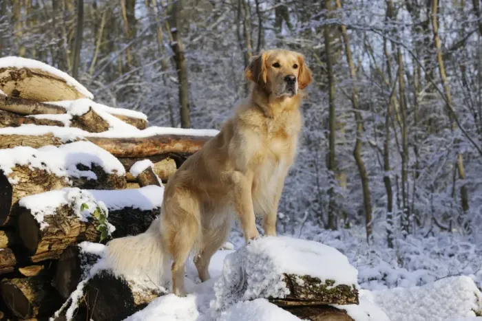 Framed Print : DOG. Golden retriever standing on snow covered logs Framed Print : DOG. Golden retriever standing on snow covered logs