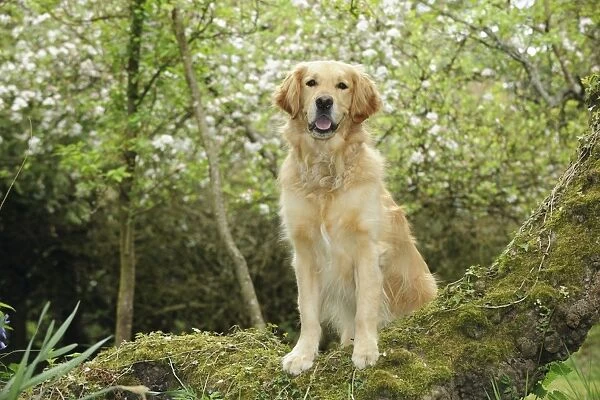 DOG. Golden retriever standing on tree root