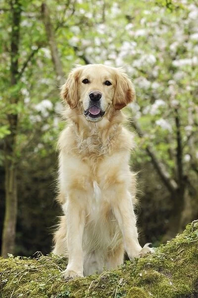DOG. Golden retriever standing on tree root