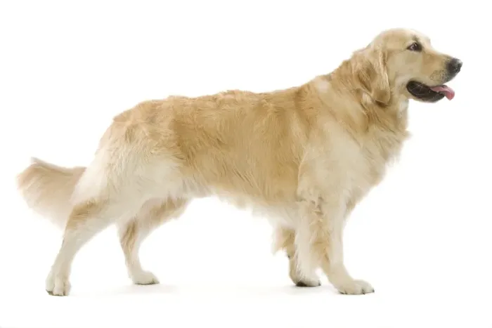 Framed Print : Dog - Golden Retriever in studio Framed Print : Dog - Golden Retriever in studio