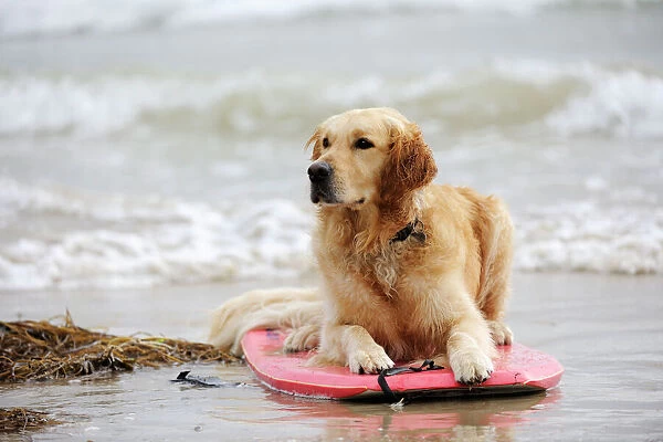 DOG. Golden retriever on surf board