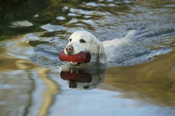 Dog - Golden Retriever, swimming in water, retrieving toy