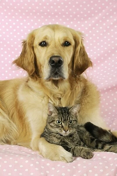 DOG. Golden Retriever and Tabby cat