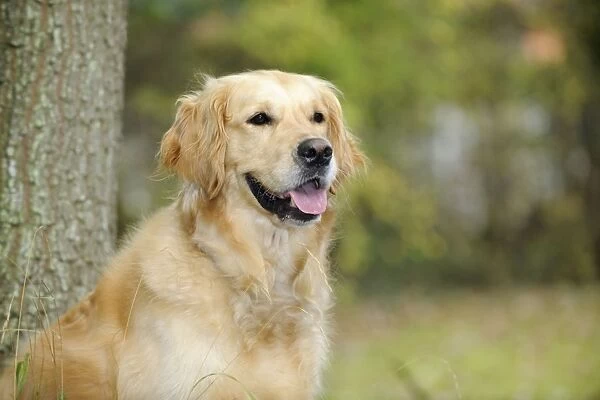 DOG. Golden retriever in front of tree