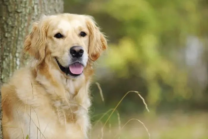 Framed Print : DOG. Golden retriever in front of tree Framed Print : DOG. Golden retriever in front of tree