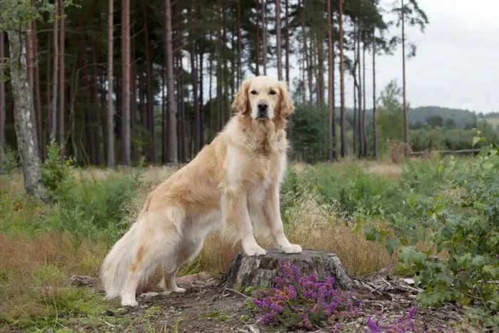 Framed Print : DOG - Golden retriever on tree stump Framed Print : DOG - Golden retriever on tree stump
