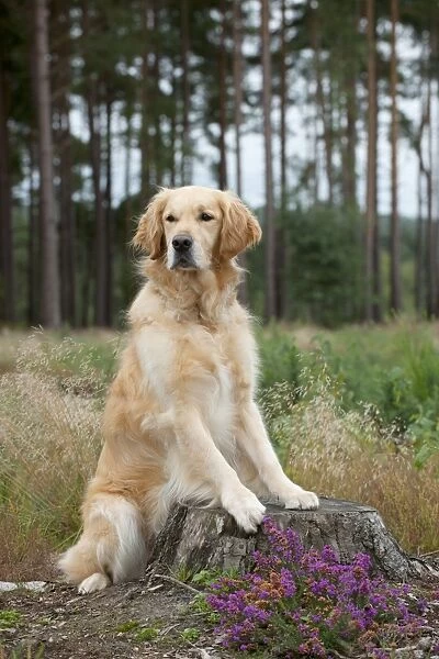 DOG - Golden retriever on tree stump
