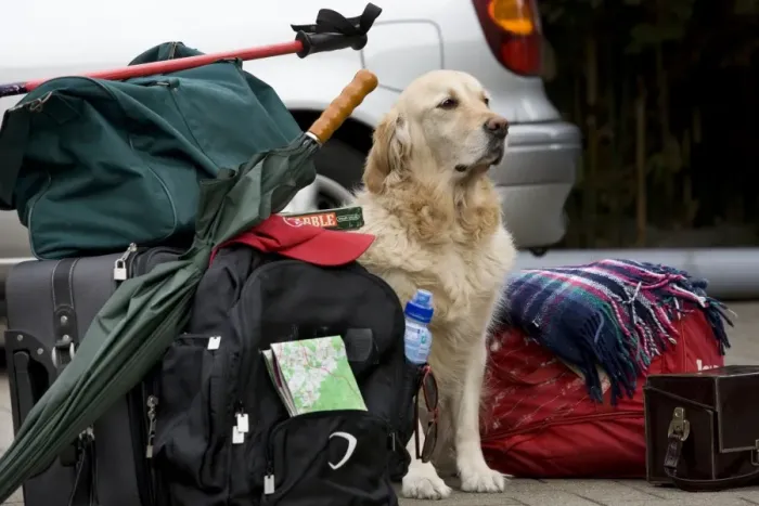 Framed Print : Dog - Golden Retriever waiting by luggage Framed Print : Dog - Golden Retriever waiting by luggage