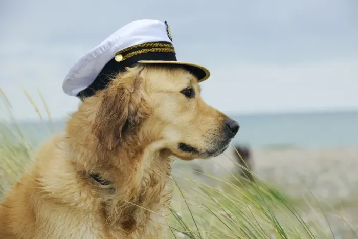 Framed Print : DOG. Golden retriever wearing captains hat Framed Print : DOG. Golden retriever wearing captains hat