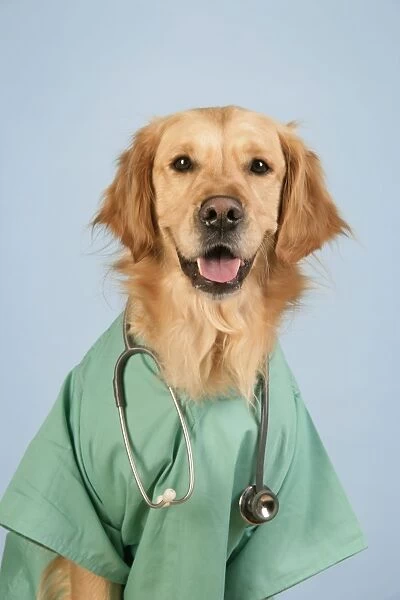Dog. Golden Retriever wearing doctors outfit