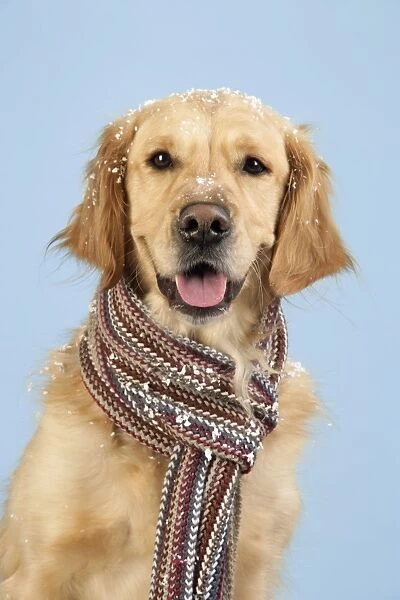 Dog. Golden Retriever wearing scarf in snow