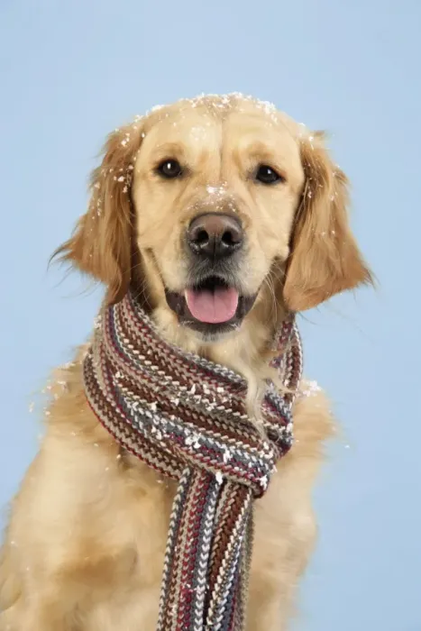 Framed Print : Dog. Golden Retriever wearing scarf in snow Framed Print : Dog. Golden Retriever wearing scarf in snow