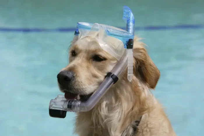 Framed Print : Dog - Golden retriever wearing a snorkel Framed Print : Dog - Golden retriever wearing a snorkel