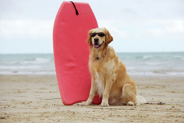 DOG. Golden retriever wearing sunglasses next to surf board