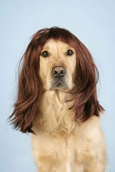 Dog. Golden Retriever wearing wig