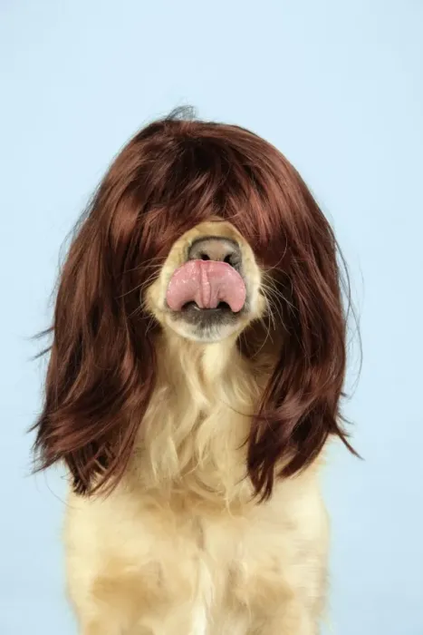 Framed Print : Dog. Golden Retriever wearing wig and necklace