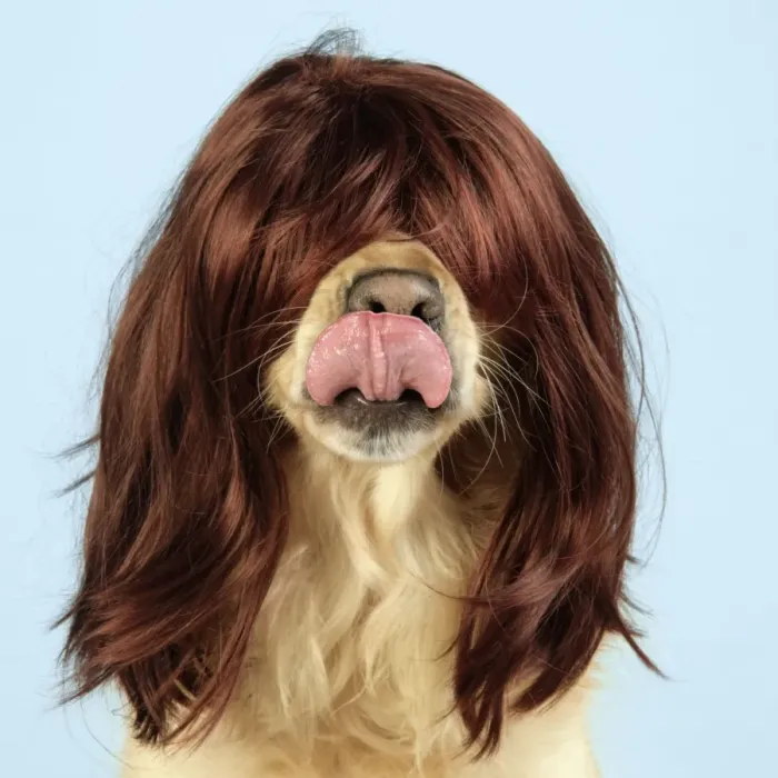 Framed Print : Dog. Golden Retriever wearing wig and necklace Framed Print : Dog. Golden Retriever wearing wig and necklace