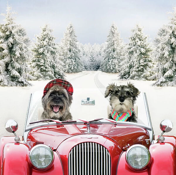 Dog Golden Retrievers driving car through winter