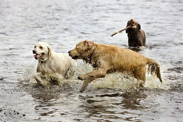 Dog - Golden Retrievers playing in pond with stick
