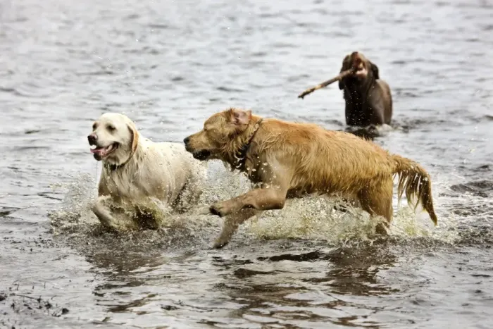 Framed Print : Dog - Golden Retrievers playing in pond with stick Framed Print : Dog - Golden Retrievers playing in pond with stick