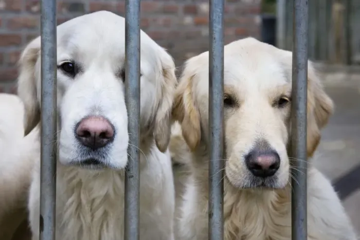 Framed Print : Dog - Golden Retrievers sitting down behind bars Framed Print : Dog - Golden Retrievers sitting down behind bars