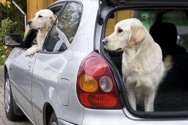 Dog - Golden Retrievers waiting in car