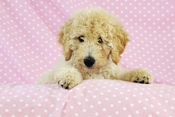 DOG. Goldendoodle puppy on pink background