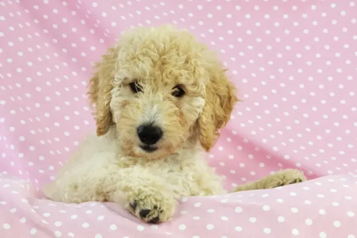 Framed Print : DOG. Goldendoodle puppy on pink background Framed Print : DOG. Goldendoodle puppy on pink background