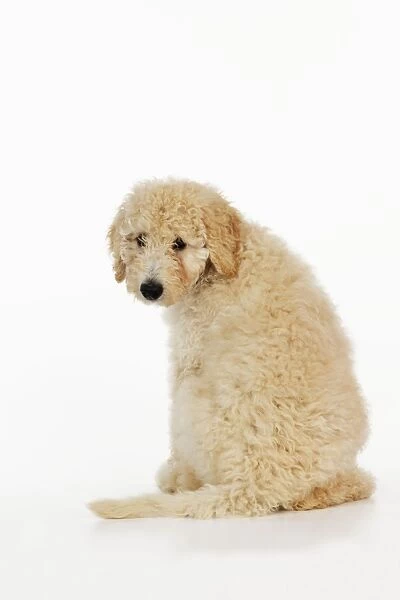DOG. Goldendoodle puppy sitting with back to camera