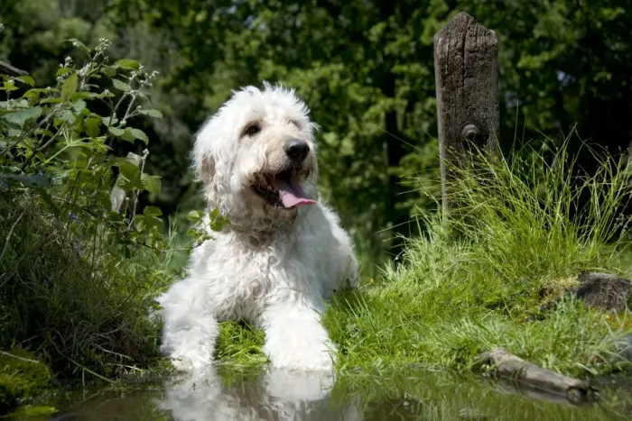 Framed Print : DOG - Goldendoodle standing at the edge of a pond Framed Print : DOG - Goldendoodle standing at the edge of a pond