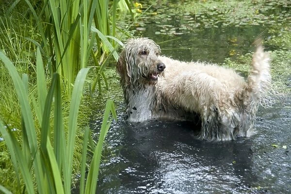 DOG - Goldendoodle standing in a pond