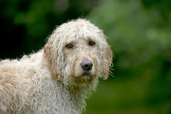 Framed Print : DOG - Goldendoodle wet Framed Print : DOG - Goldendoodle wet