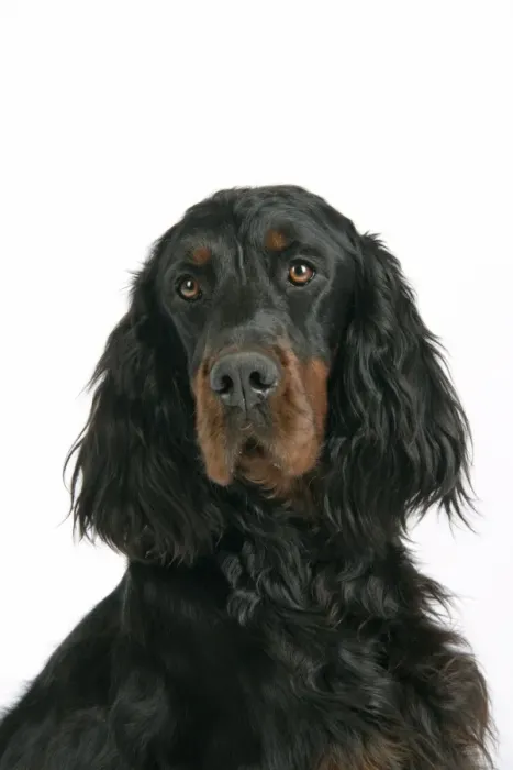 Framed Print : DOG. Gordon setter Framed Print : DOG. Gordon setter