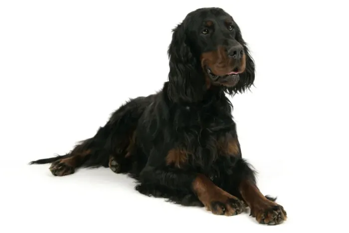 Framed Print : DOG. Gordon setter Framed Print : DOG. Gordon setter