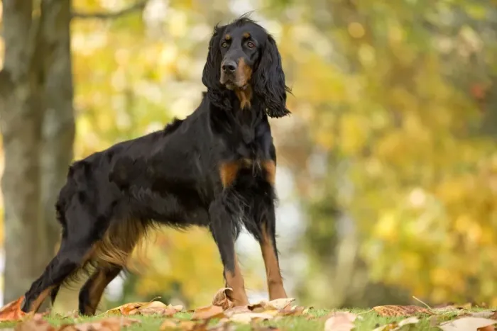 Framed Print : Dog - Gordon Setter Framed Print : Dog - Gordon Setter