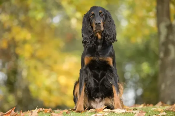 Framed Print : Dog - Gordon Setter Framed Print : Dog - Gordon Setter