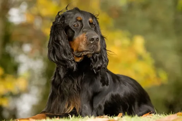 Framed Print : Dog - Gordon Setter Framed Print : Dog - Gordon Setter